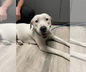 American Bulldog Dogs for adoption in Redlands, CA, USA