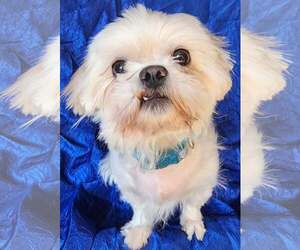 Maltese Dogs for adoption in Cuba, NY, USA