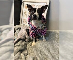 Boston Terrier-Unknown Mix Dogs for adoption in Polson, MT, USA