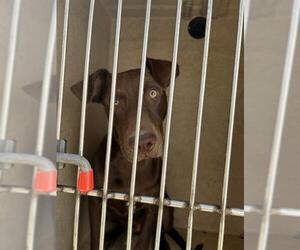 Doberman Pinscher-Labrador Retriever Mix Dogs for adoption in Oklahoma City, OK, USA