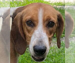 Mutt Dogs for adoption in Tarboro, NC, USA