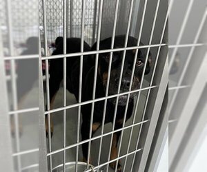 Rottweiler Dogs for adoption in Norfolk, VA, USA