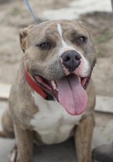 American Bulldog Dogs for adoption in Fresno, CA, USA
