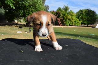 Medium Photo #1 Bull Terrier Puppy For Sale in Goodyear, AZ, USA