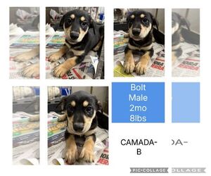 Dachshund-Doberman Pinscher Mix Dogs for adoption in Virginia Beach, VA, USA