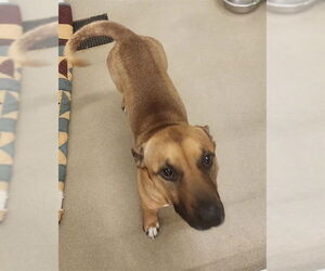 Basset Hound-Unknown Mix Dogs for adoption in Decatur, IL, USA