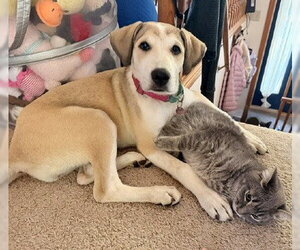 Labrenees Dogs for adoption in Genesee, WI, USA