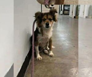 Mutt Dogs for adoption in Aurora, IN, USA