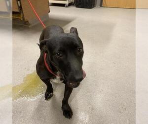 Chihuahua-Unknown Mix Dogs for adoption in Modesto, CA, USA