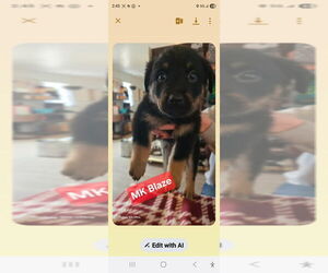 Shepweiller Dogs for adoption in Foristell, MO, USA