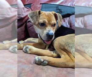 Puggle Dogs for adoption in Georgetown, KY, USA