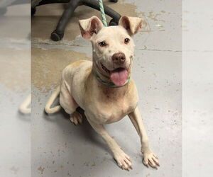 American Pit Bull Terrier-Unknown Mix Dogs for adoption in Ocala, FL, USA