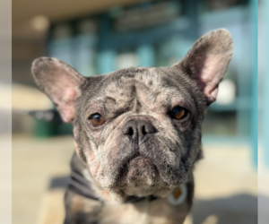 French Bulldog Dogs for adoption in San Ramon, CA, USA