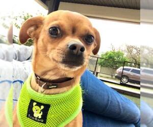 Chihuahua Dogs for adoption in Austin, TX, USA