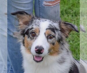 Australian Shepherd Dogs for adoption in Huntley, IL, USA