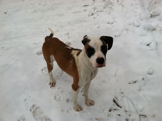 Boxer-Unknown Mix Dogs for adoption in Sebec, ME, USA