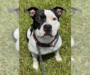 American Staffordshire Terrier Dogs for adoption in Fort Lauderdale, FL, USA