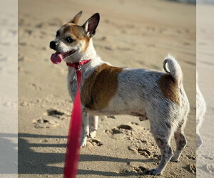 Rat Terrier Dogs for adoption in Atlanta, GA, USA