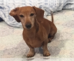 Dachshund Dogs for adoption in Columbus, IN, USA