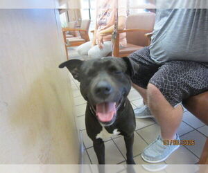 American Staffordshire Terrier-Unknown Mix Dogs for adoption in Ocala, FL, USA