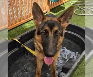 German Shepherd Dog-Unknown Mix Dogs for adoption in Las Vegas, NV, USA