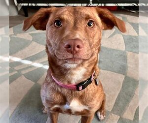 Labrador Retriever-Unknown Mix Dogs for adoption in Tulsa, OK, USA