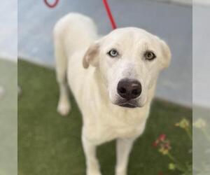 Huskies -Unknown Mix Dogs for adoption in San Diego, CA, USA
