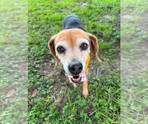 Beagle Dogs for adoption in Tampa, FL, USA