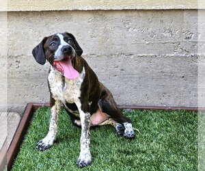Boglen Terrier Dogs for adoption in Chicago, IL, USA