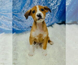Retriever -Unknown Mix Dogs for adoption in Clarkesville, GA, USA