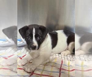 American Pit Bull Terrier-Unknown Mix Dogs for adoption in Bakersfield, CA, USA