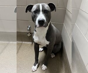 Mutt Dogs for adoption in Aurora, IL, USA