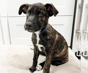 American Pit Bull Terrier-Unknown Mix Dogs for adoption in Aurora, CO, USA