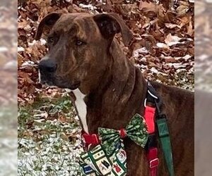 Great Dane-Unknown Mix Dogs for adoption in Fairport, NY, USA