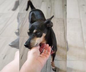 Miniature Pinscher Dogs for adoption in Chandler, AZ, USA