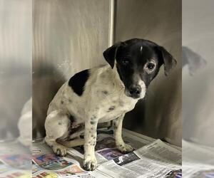 Chihuahua Dogs for adoption in Bakersfield, CA, USA