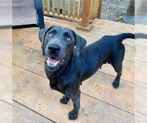 Blue Lacy Dogs for adoption in Von Ormy, TX, USA