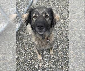 Anatolian Shepherd-Unknown Mix Dogs for adoption in Fairbanks, AK, USA