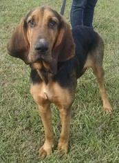 Bloodhound Dogs for adoption in Pembroke, GA, USA