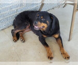 Rottweiler-Unknown Mix Dogs for adoption in Newcastle, OK, USA