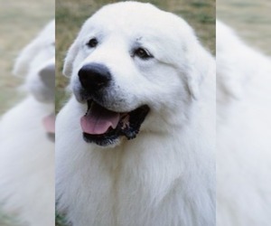 Great Pyrenees Dogs for adoption in Newaygo, MI, USA