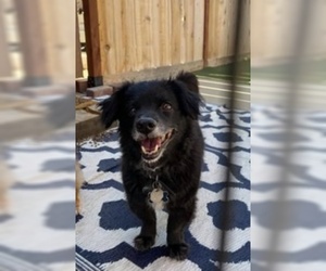 Markiesje Dogs for adoption in Redding, CA, USA