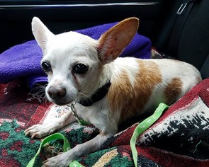 Chihuahua Dogs for adoption in Princeton, MN, USA