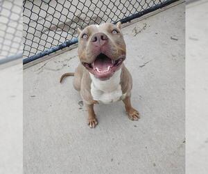 American Pit Bull Terrier Dogs for adoption in Tulsa, OK, USA