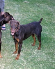 Doberman Pinscher Dogs for adoption in Bixby, OK, USA
