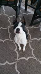 American Boston Bull Terrier Dogs for adoption in High Point, NC, USA