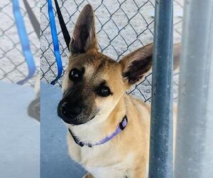 Chi-Corgi Dogs for adoption in Pleasanton, TX, USA