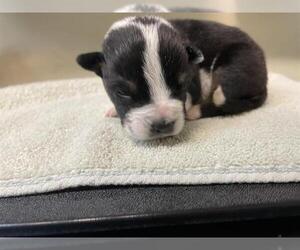 American Pit Bull Terrier Dogs for adoption in Pasadena, CA, USA