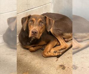 Doberman Pinscher-Unknown Mix Dogs for adoption in San Bernardino, CA, USA