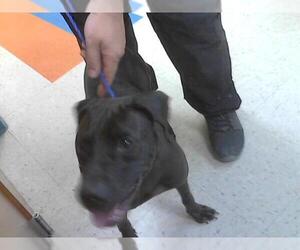 American Pit Bull Terrier Dogs for adoption in Palmetto, FL, USA